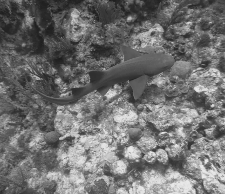 belize marine life caye caulker scuba
