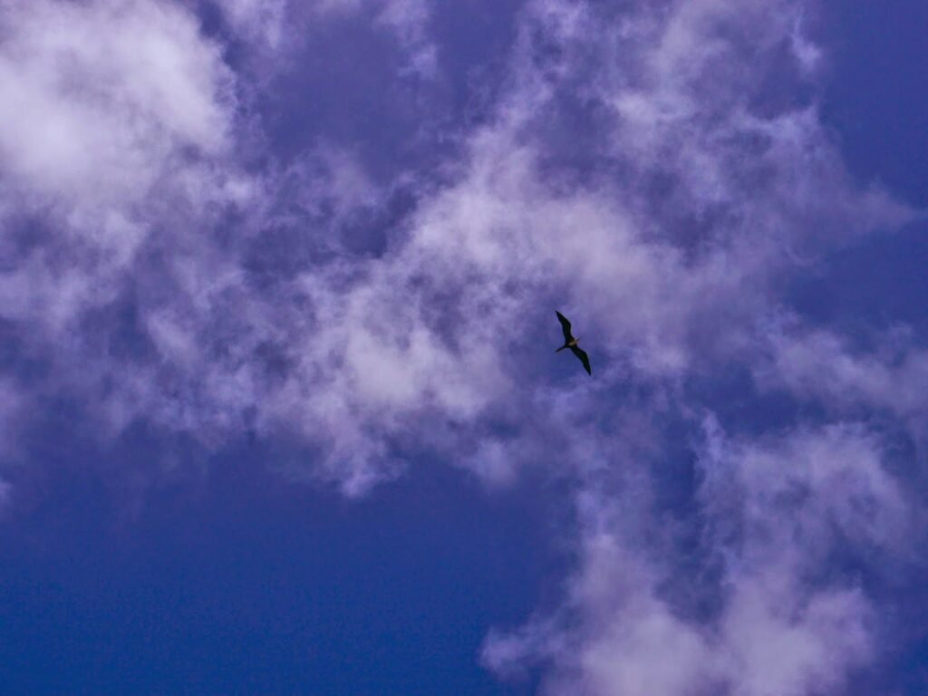 caye caulker belize 15