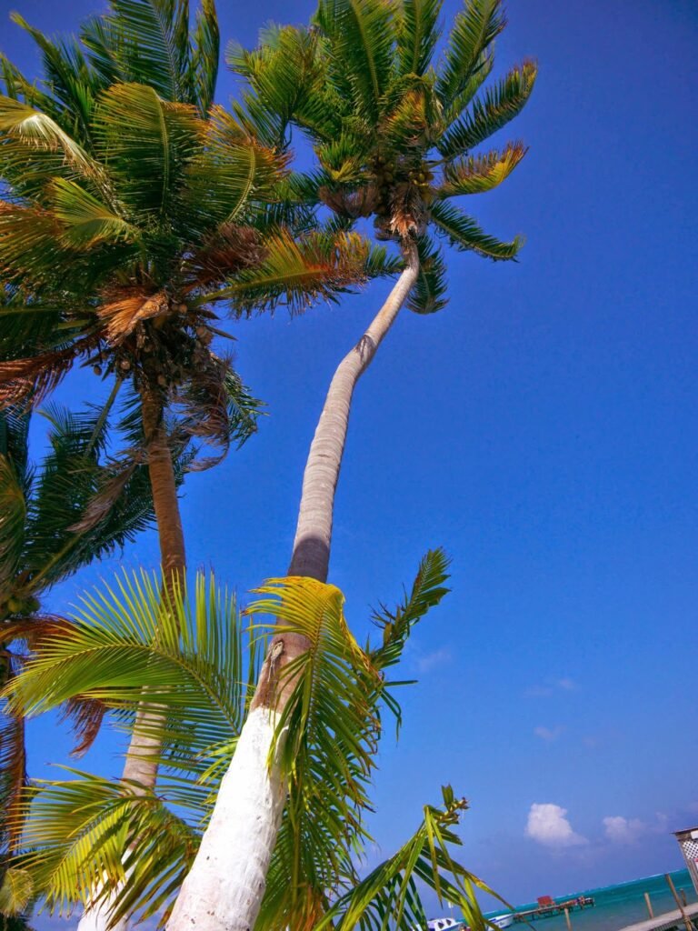 caye caulker belize 18