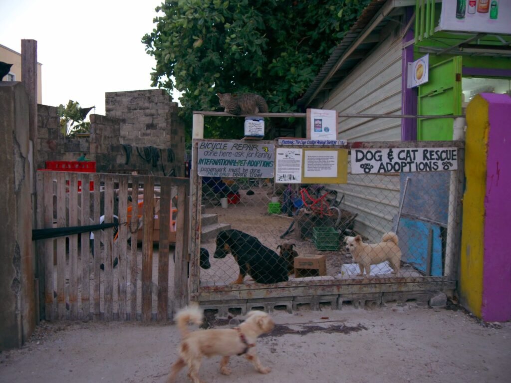 caye caulker belize 20