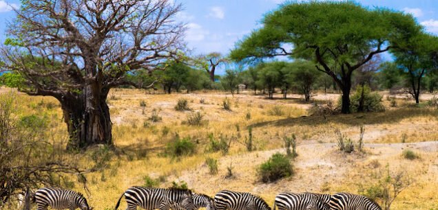 Tarangire Park Tanzania