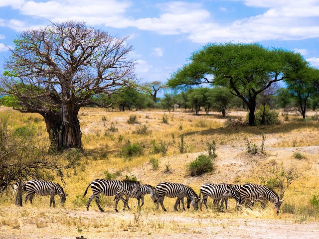 Tarangire Park Tanzania