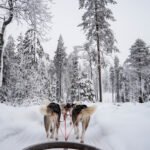 Husky Sledding Finland - MAHO on Earth ~ Boutique Adventure Tours & Travel Blog