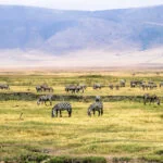 Ngorongoro Safari Tanzania 89