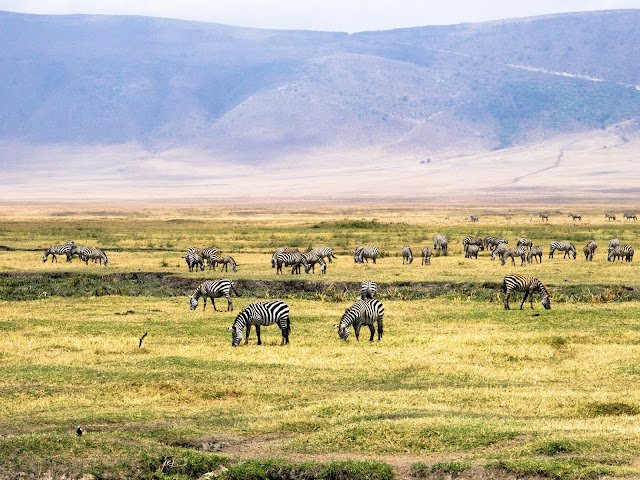 Ngorongoro Safari Tanzania 89