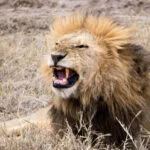MAHO on Earth | Boutique Adventure Tours and Travel Blog - Tanzania Kilimanjaro Marathon Safari Tour Kilimandscharo-Marathon