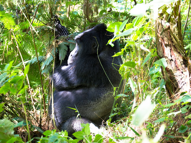 Bwindi Gorilla Trek Uganda 10