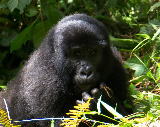 Bwindi Gorilla Trek Uganda 16