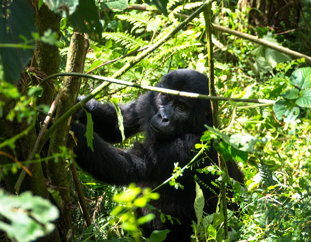 Bwindi Gorilla Trek Uganda 18