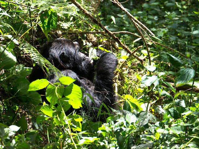 Bwindi Gorilla Trek Uganda 20