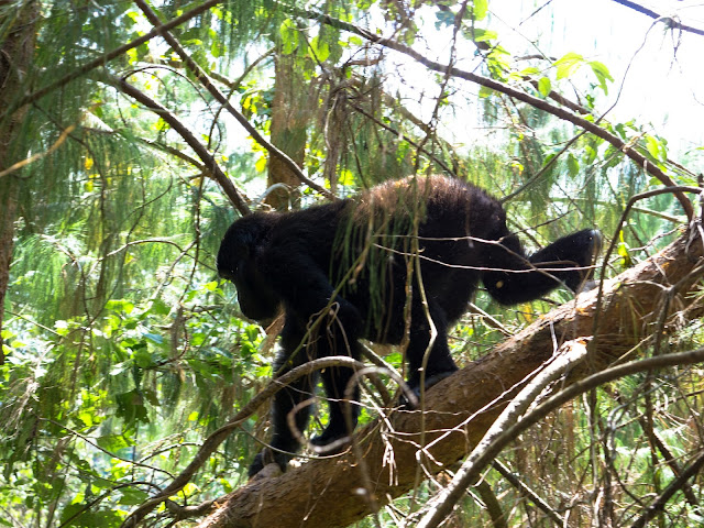 Bwindi Gorilla Trek Uganda 26