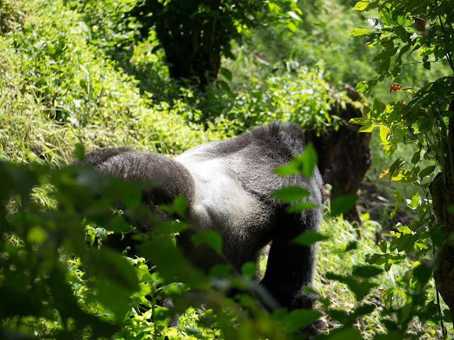 Bwindi Gorilla Trek Uganda 27