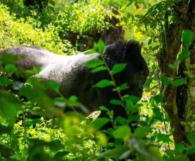 Bwindi Gorilla Trek Uganda 28