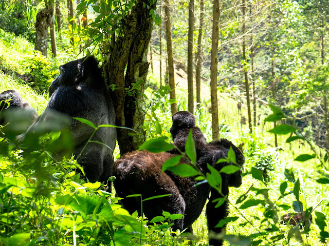 Bwindi Gorilla Trek Uganda 29