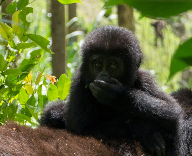 Bwindi Gorilla Trek Uganda 33