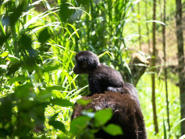 Bwindi Gorilla Trek Uganda 35