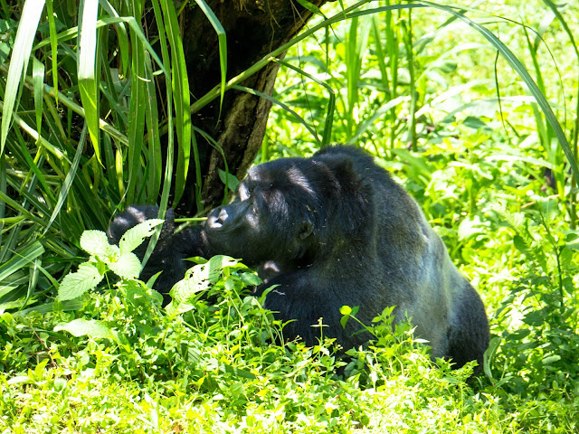 Bwindi Gorilla Trek Uganda 36