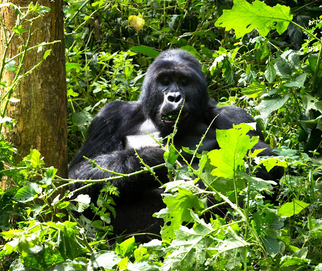 Bwindi Gorilla Trek Uganda 40