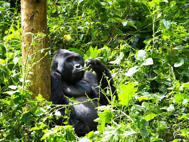 Bwindi Gorilla Trek Uganda 42