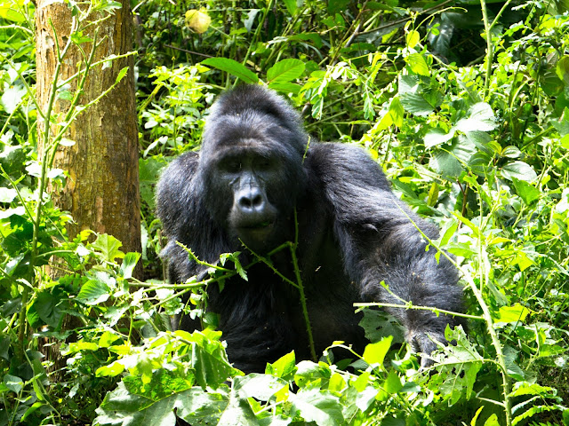 Bwindi Gorilla Trek Uganda 44