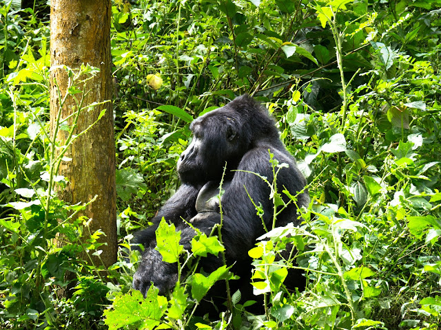 Bwindi Gorilla Trek Uganda 46