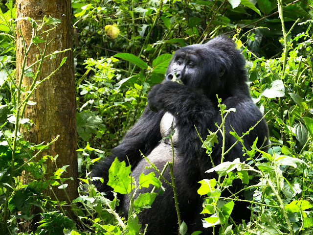 Bwindi Gorilla Trek Uganda 47