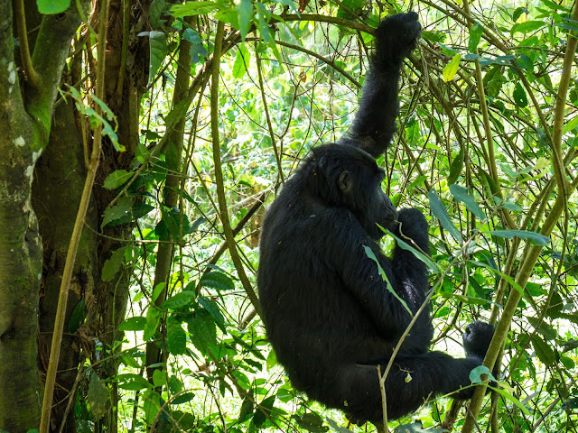 Bwindi Gorilla Trek Uganda 5