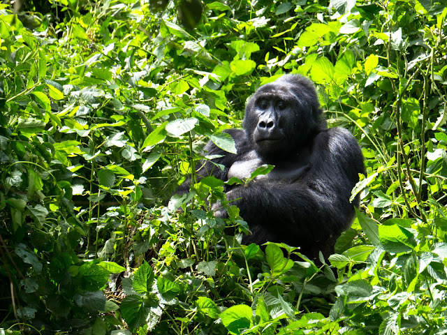 Bwindi Gorilla Trek Uganda 50