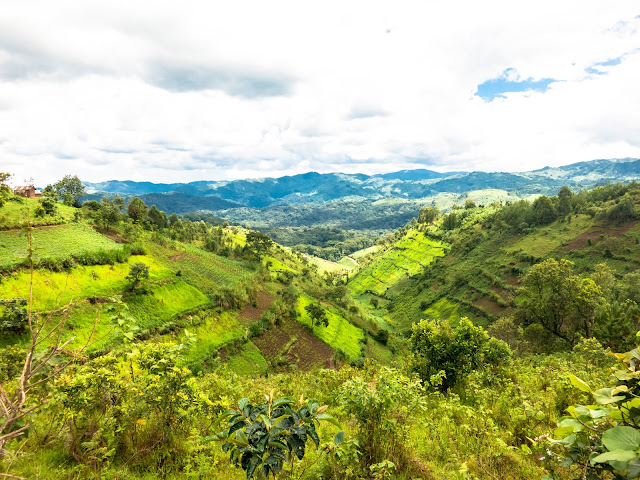 Bwindi Gorilla Trek Uganda 53