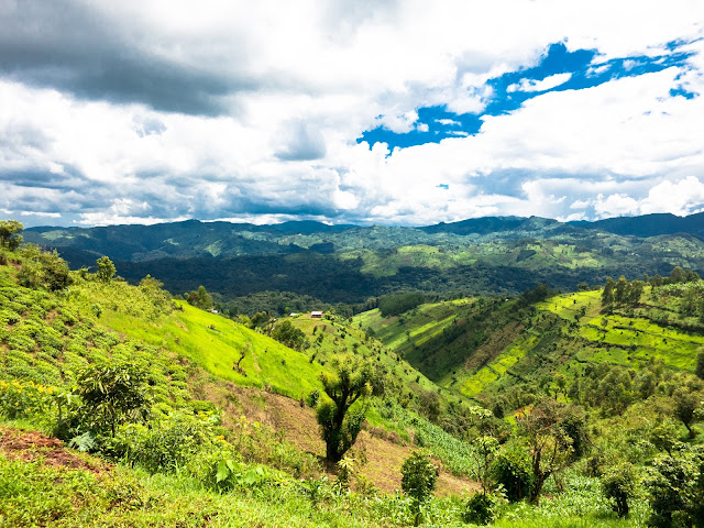 Bwindi Gorilla Trek Uganda 58