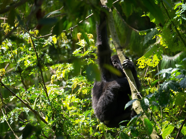 Bwindi Gorilla Trek Uganda 6