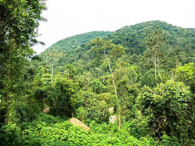 Bwindi Gorilla Trek Uganda 61