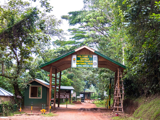 Bwindi Gorilla Trek Uganda 67