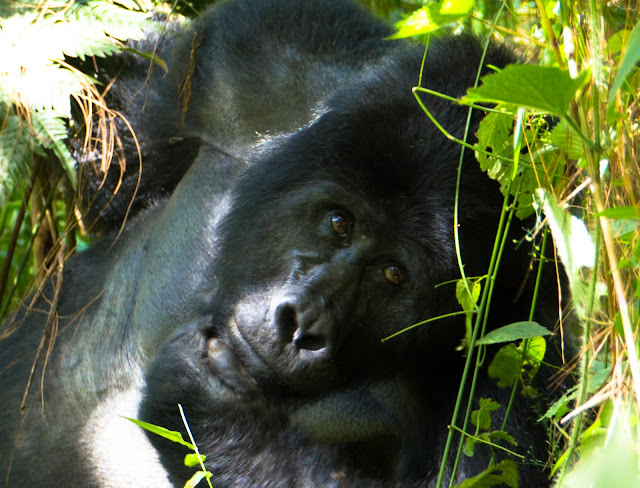 Tracking Mountain Gorillas Uganda