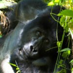 Bwindi Gorilla Trek Uganda 9