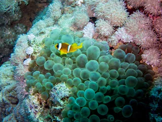 Aqaba Scuba Diving 4