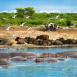 Uganda Kazinga Channel Boat Safari - MAHO on Earth Adventure Travel Tours