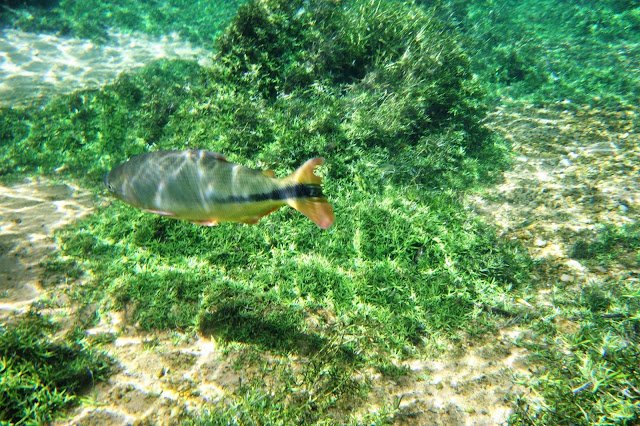 Bonito Rio Prata