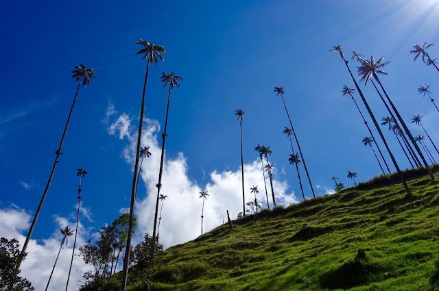 Cocora Valley