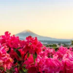 Fuji Shibazakura Festival Japan 23