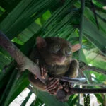 Philippine Tarsier Sanctuary, Carella, Bohol