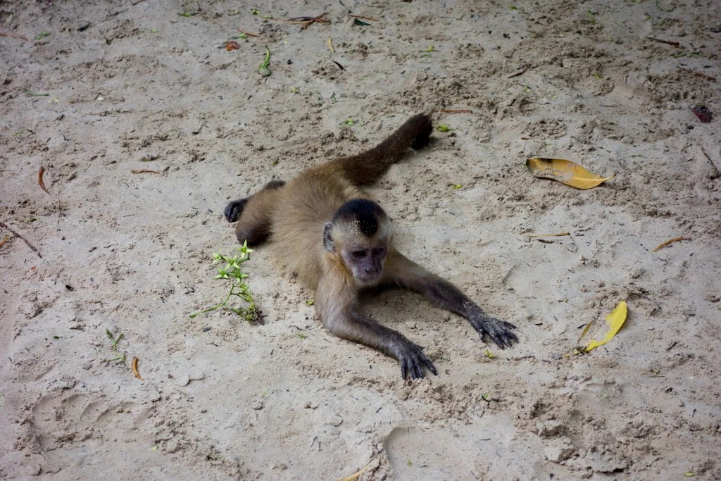 Lencois Maranhenses National Park Brazil 105