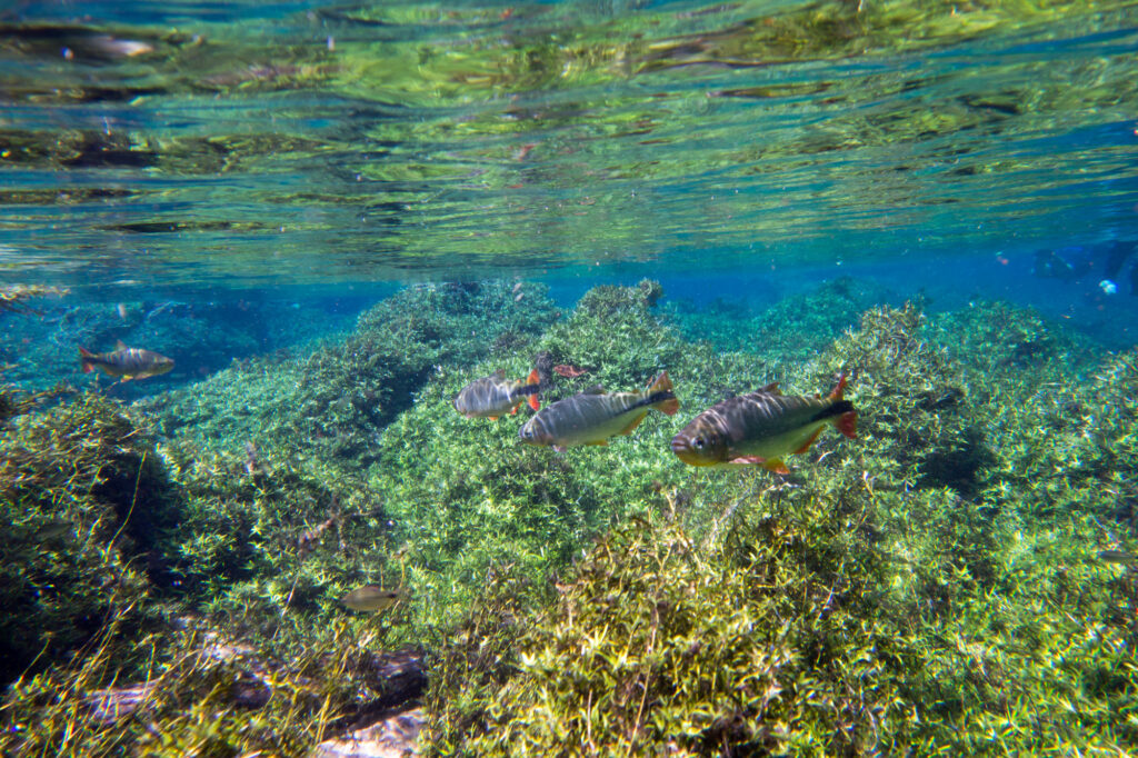 Rio da Prata Snorkeling, Bonito, Brazil