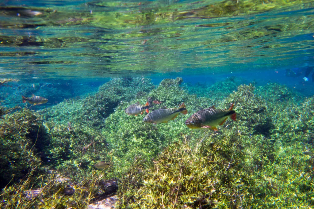 Rio da Prata Snorkeling, Bonito, Brazil