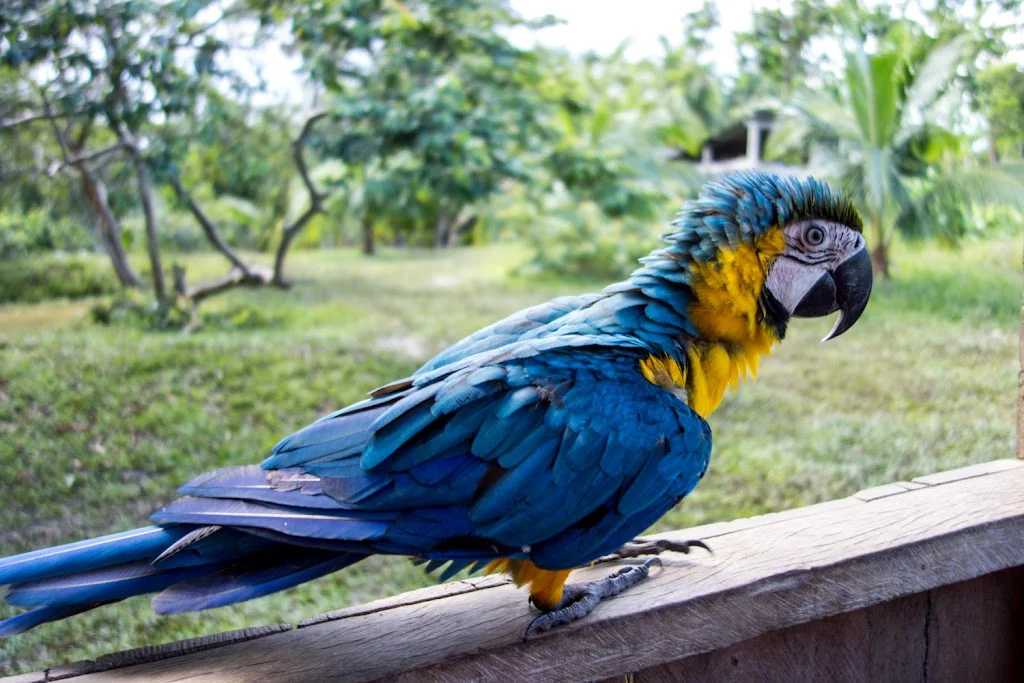 Leticia-Peru-Zacambu-Day-Trip