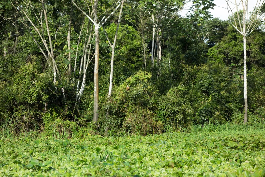 Amazon Colombia Leticia Peru Zacambu Day Trip 96