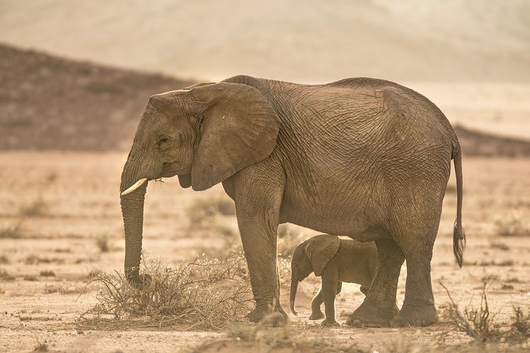 desert elelephants namibia 1 300x200 1 300x200 1