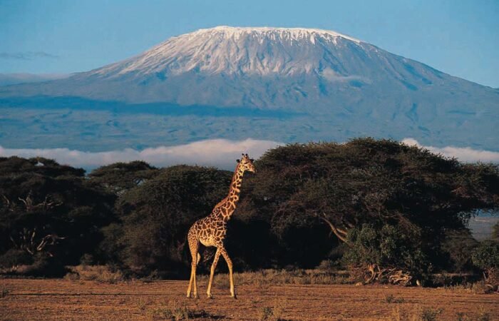 Kilimanjaro MArathon Safari Hiking - MAHO on Earth kathyloperevents.com