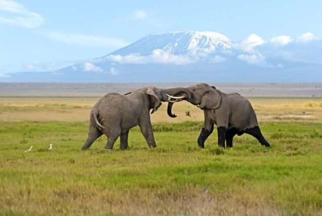 Kenya Safari in Masai Mara, Amboseli, Lake Naivasha, Lake Nakuru, Horseback, Walking safari, Maasai bush camping - Kenia Safari