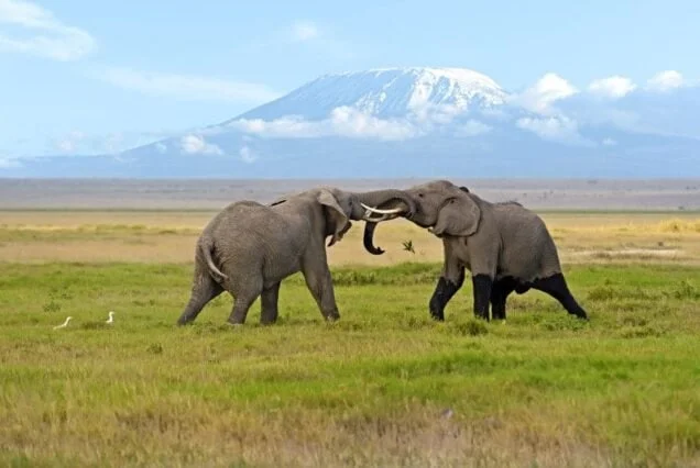 Kenya Safari in Masai Mara, Amboseli, Lake Naivasha, Lake Nakuru, Horseback, Walking safari, Maasai bush camping - Kenia Safari